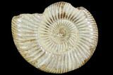 Bargain, Polished Jurassic Ammonite (Perisphinctes) - Madagascar #104931-1